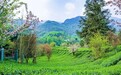 四川各地茶园进入采摘期，揭开春茶上新大幕