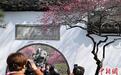 浙江杭州千株梅树开花 吸引民众“灵峰探梅”