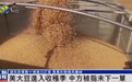 美媒：美国大豆进入收获季，最大买家中国“未下一单”