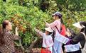 （侨乡新貌）广东台山种植户喜上“梅”梢