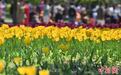 长春近十万株郁金香竞相绽放