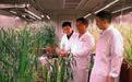 中国科学家成功“拼”出小麦完整基因组“拼图”