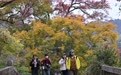 福州九峰村冬景迷人(2)