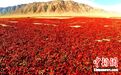 全球12%辣椒红素产自新疆这座小城