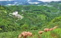 咖啡庄园变“大象食堂”