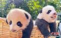 上海野生动物园龙凤胎大熊猫宝宝名字揭晓