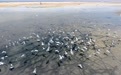 追着鸟鸣探湿地