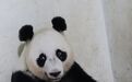 印尼首迎大熊猫幼崽诞生，总统为其起名“骑士”