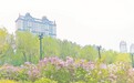 彩绘丁香：花海映照一座城