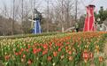 武汉解放公园8.5万株郁金香描绘荷兰风情！一周左右迎来盛花期
