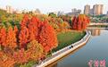 航拍广西梧州“网红”公园：层林尽染 色彩斑斓