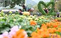 十万盆菊花扮靓山城秋色