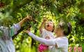 贵州毕节：共享夏日“梅”好时光