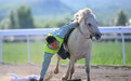 内蒙古自治区少数民族传统体育运动会跑马拾哈达个人赛赛况(4)