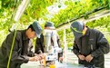 浆果采收“无人化”破局：人工智能如何重塑智慧农业产业链