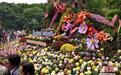 立冬遇菊香 4万余盆菊花福州展出