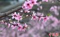 浙江奉化：“中国水蜜桃之乡”桃花满山春意浓