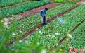 广西梧州：田间春耕春管忙 农事有序绘新景