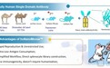 中国首个！灵赋生物发布全人源纳米抗体大鼠平台，跨越物种壁垒