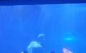 长春一海洋馆男版胖头鱼表演意外走红，园方：男潜水员原本临时顶班美人鱼，现已纳入日常表演团队