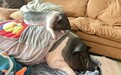 当事人回应养猪做宠物：女儿担心小猪被宰杀而抱回家，现体重近400斤