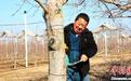 （乡村行·看振兴）延安洛川：“苹果之乡”抢抓农时春耕忙