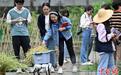 成都一高校农场油菜籽迎来丰收 机器人、机器狗助阵帮忙