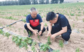 乡合：技术赋能套种难题，精准服务赢得信赖