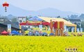 “寻味外婆乡，传承春日宴”——第十一届金龙鱼外婆乡小榨菜籽油菜花节成功举办