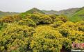 广西梧州荔枝花开 漫山遍野宛如画卷