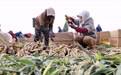 河北丰南：生姜收获忙(3)