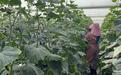 云南广南“头茬”黄瓜陆续成熟上市