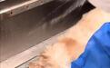 网红金毛犬疑在餐馆蹭空调被打死，争论“人命重要还是狗命重要”是跑偏了
