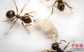 国际最新研究：患病蚂蚁会发信号自我牺牲保护种群