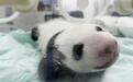 这只刚满月的大熊猫宝宝是个“西北娃”