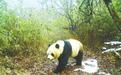 甘肃境内野生大熊猫“萌态”频现