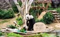情满香江 人月两圆——香港欢度中秋佳节(2)