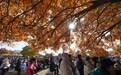 2026兴安盟五角枫文化旅游季启幕(7)