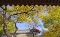北京秋渐浓(8)