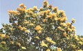 以“北京”命名的那些花儿