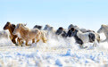 策马踏雪迎新春(5)#