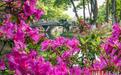 春日赏花正当时！青山公园杜鹃进入盛花期