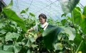 河北抚宁：特色无公害蔬菜种植促农增收(3)