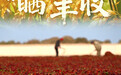 “晒”丰收(6)