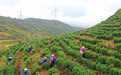 在茶园里品味春天(14)#