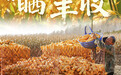 “晒”丰收(2)