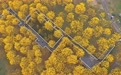 广西南宁：黄花风铃木盛放(4)