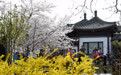春染京城花枝俏(2)
