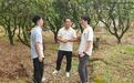 （乡村行·看振兴）广东青年“智”解荔枝种植难题 助力乡村振兴