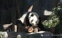 熊猫五“宝”安家榕城 萌态影像首度公开引爆全网